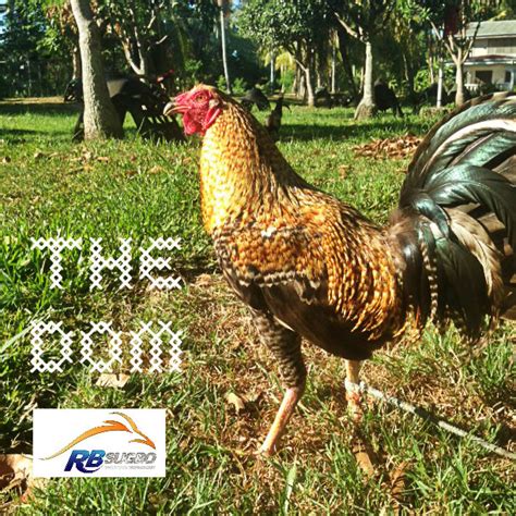 dominique gamefowl|Secret of the Bulik.